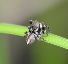 Maratus scutulatus