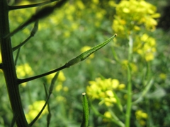 Sinapis