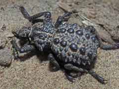 Brachycerus