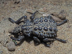 Brachycerus