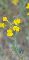 Coronilla