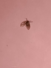 Clogmia albipunctata