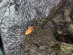 Drymaplaneta heydeniana