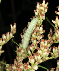 Eucarta virgo