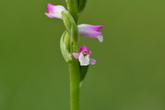 Spiranthes sinensis