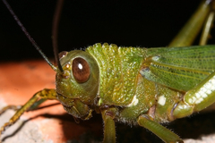 Tropidacris cristata grandis