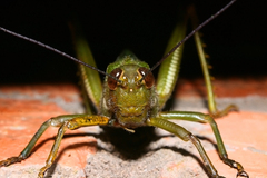 Tropidacris cristata grandis