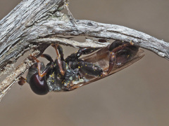 Eumerus