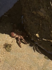 Pachygrapsus crassipes