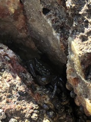 Pachygrapsus crassipes