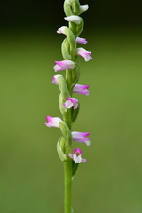 Spiranthes sinensis