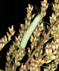 Eucarta virgo