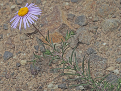 Felicia muricata muricata
