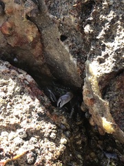 Pachygrapsus crassipes