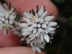 Laxmannia omnifertilis