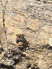 Pachygrapsus crassipes