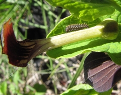Zerynthia polyxena
