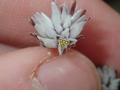 Laxmannia omnifertilis