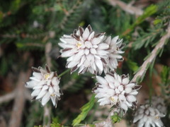 Laxmannia omnifertilis
