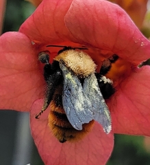 Bombus atripes