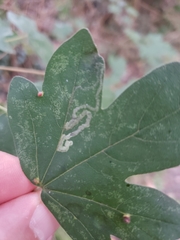 Stigmella aceris