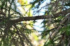 Taeniophyllum compacta