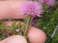 Myrtoideae