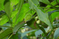 Thladiantha nudiflora