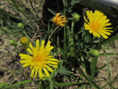 Hieracium umbellatum