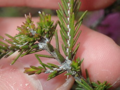 Myrtoideae