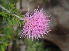 Myrtoideae
