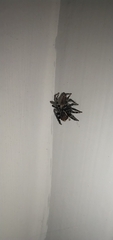 Maratus griseus