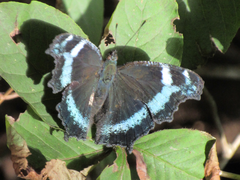 Kaniska canace