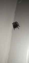 Maratus griseus