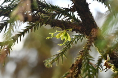 Taeniophyllum compacta