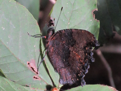 Kaniska canace