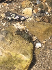 Pachygrapsus crassipes