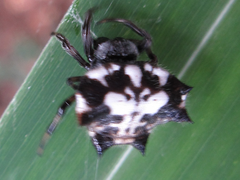 Gasteracantha kuhli