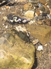 Pachygrapsus crassipes