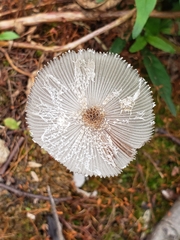 Coprinopsis lagopus