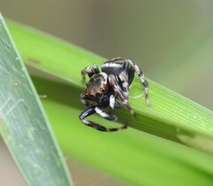 Maratus scutulatus