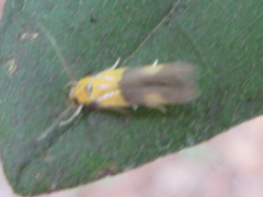 Stathmopoda auriferella