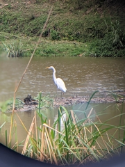 Ardea alba melanorhynchos
