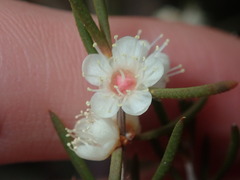 Hypocalymma angustifolium