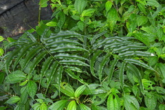 Coniogramme intermedia