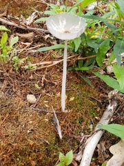 Coprinopsis lagopus