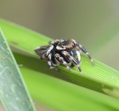 Maratus scutulatus
