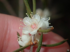 Hypocalymma angustifolium