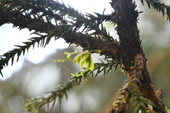 Taeniophyllum compacta