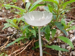 Coprinopsis lagopus